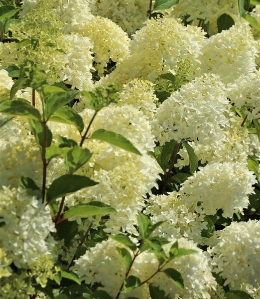 Hydrangea paniculata 'Skyfall'